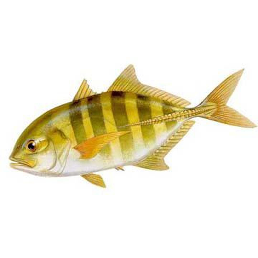 产量大的有蓝圆鲹(decapterus maru-adsi),和竹筴鱼(竹筴鱼trachurus