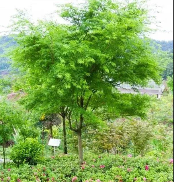 槭树 - 快懂百科