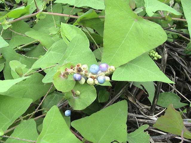 蛇倒退 头条百科