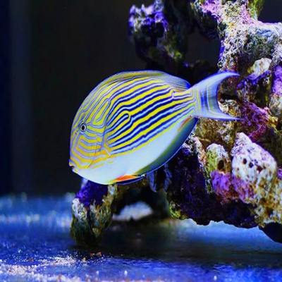 海水鱼 快懂百科