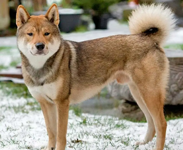 四国犬 快懂百科