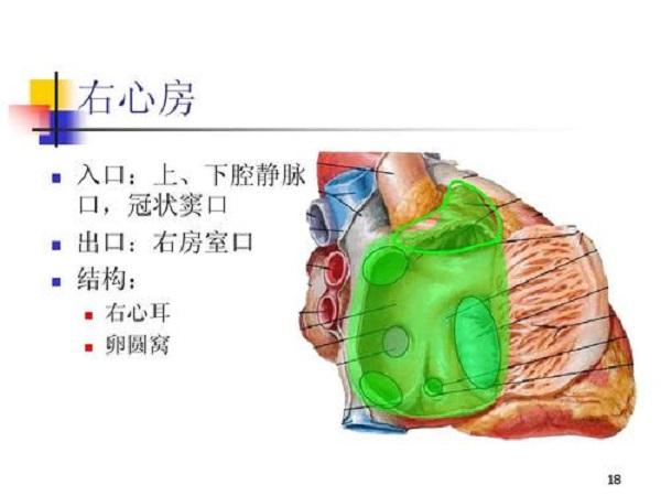 右心房 快懂百科