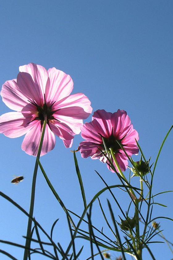 格桑花 快懂百科