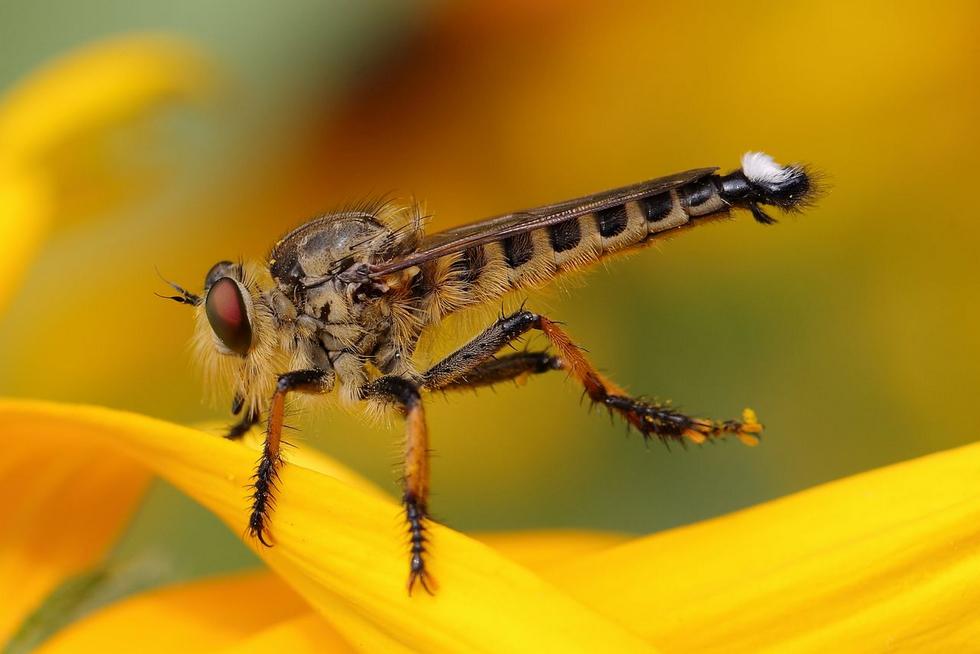 吸血昆虫 头条百科