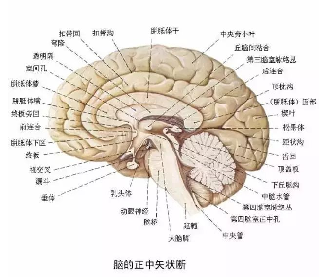 神经中枢 - 快懂百科