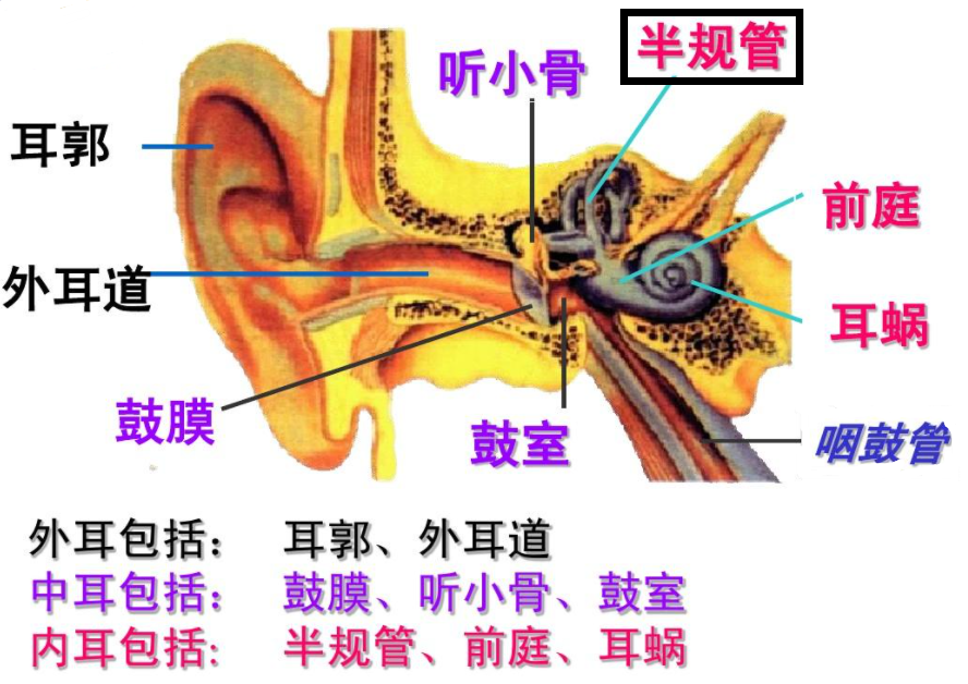 前庭半规管 – 半規管 角度 , 前庭 – ZPFQL