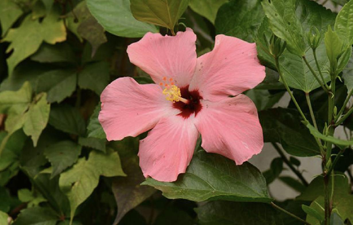 大花秋葵 快懂百科