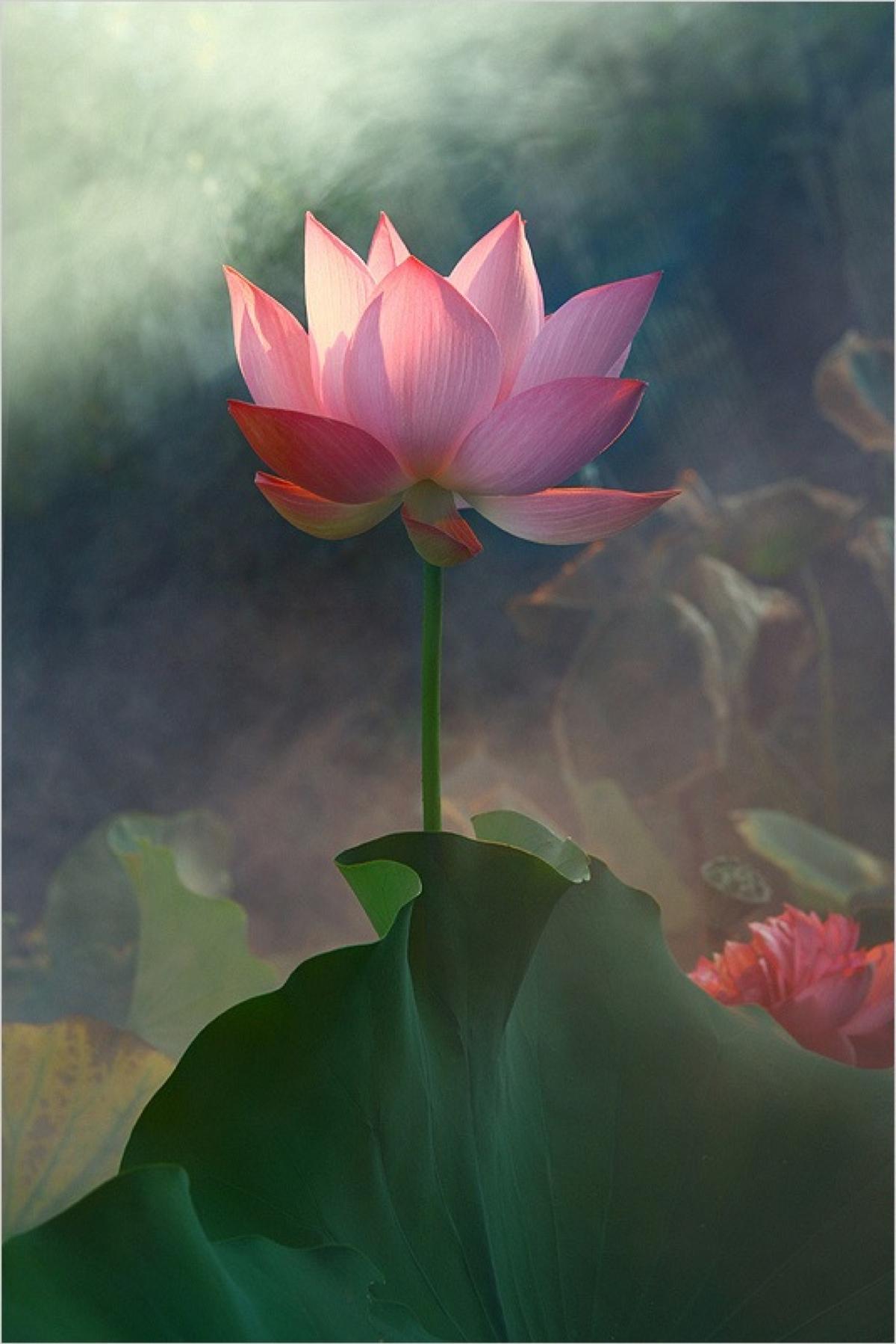 莲 快懂百科