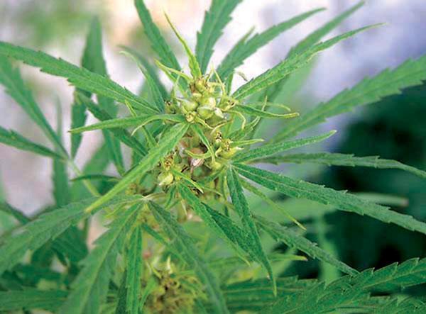 大麻 植物名 头条百科