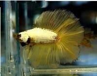 泰国斗鱼 快懂百科