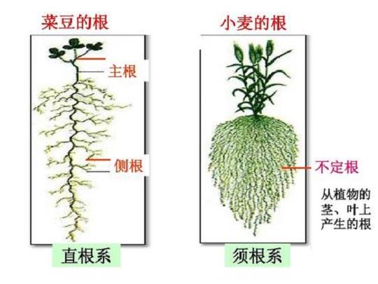不定根 | 不定根形成 | 根の研究 第24巻 第1号 – INHEPO