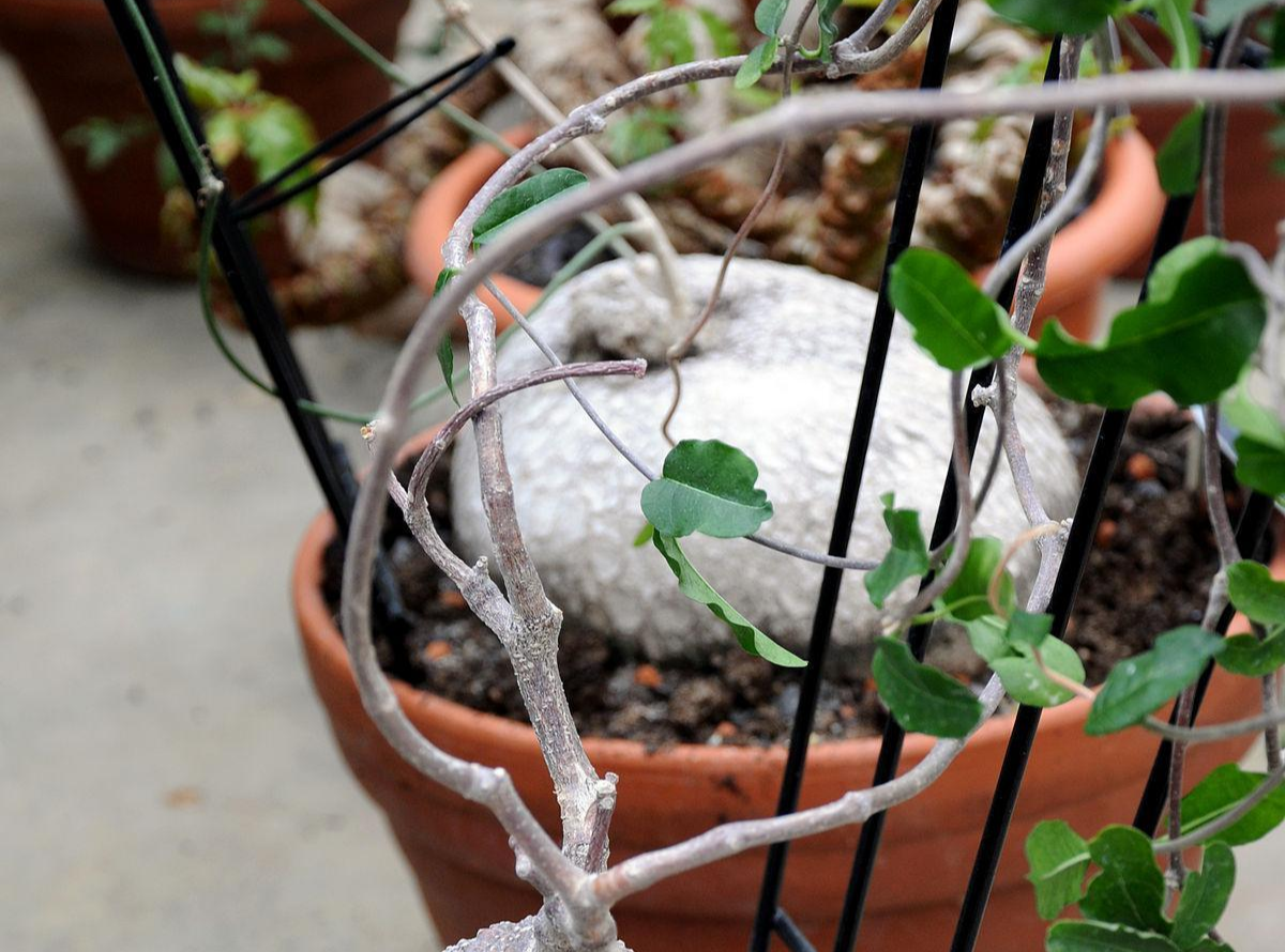 火星人 快懂百科