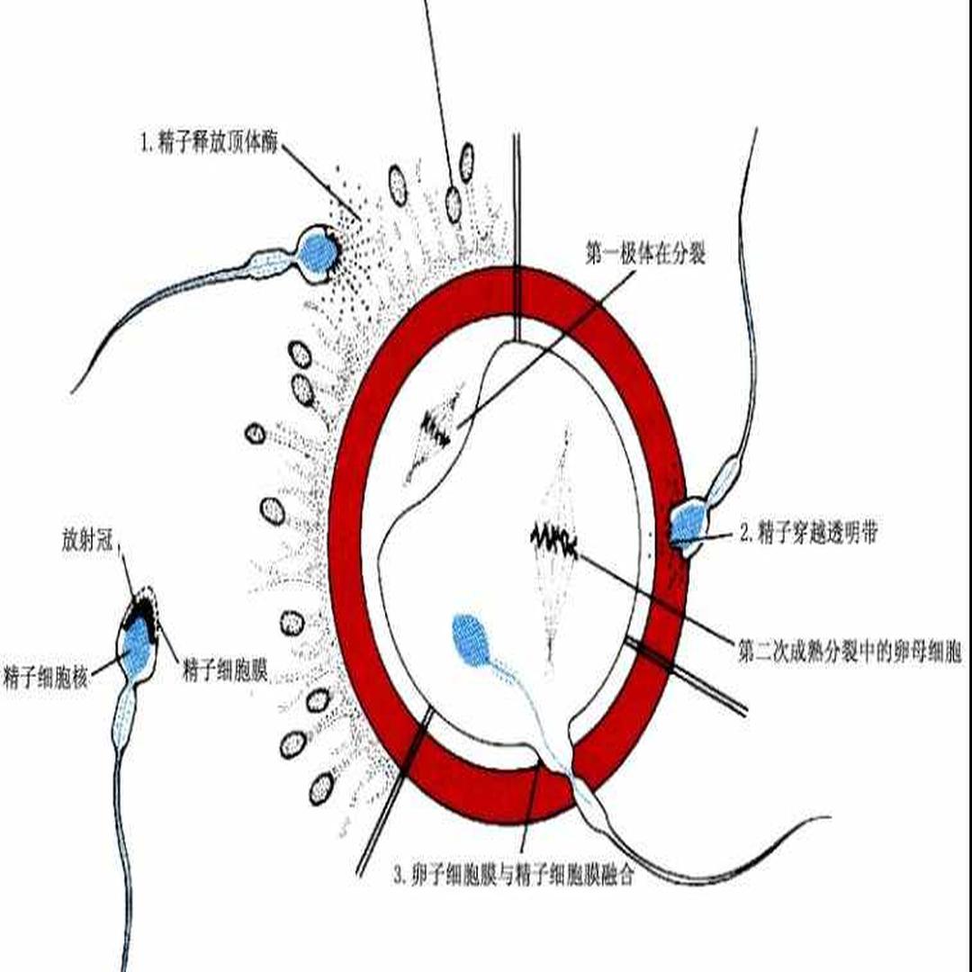 受精 卵子和精子融合的过程 头条百科