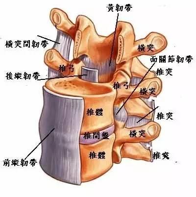 腰椎管狭窄 快懂百科