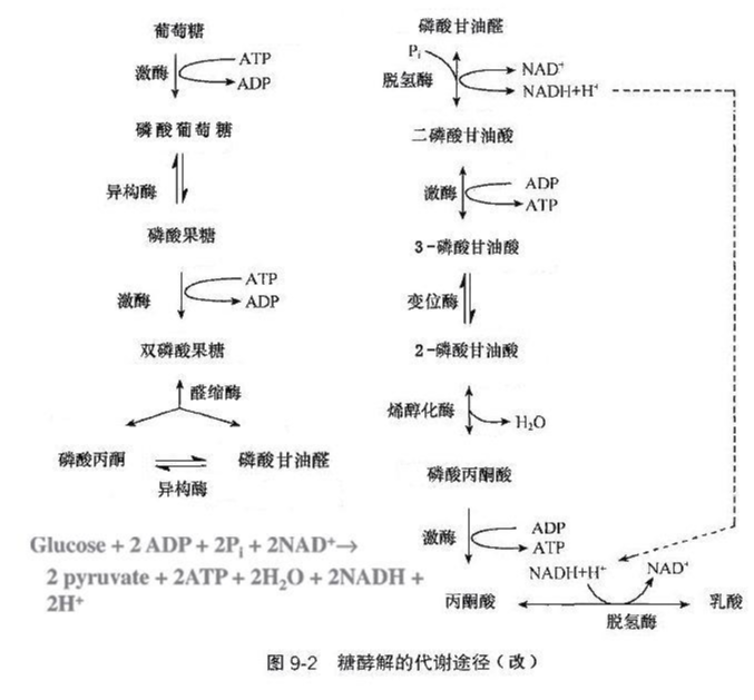 糖酵解途径 快懂百科