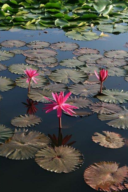 印度红睡莲 快懂百科