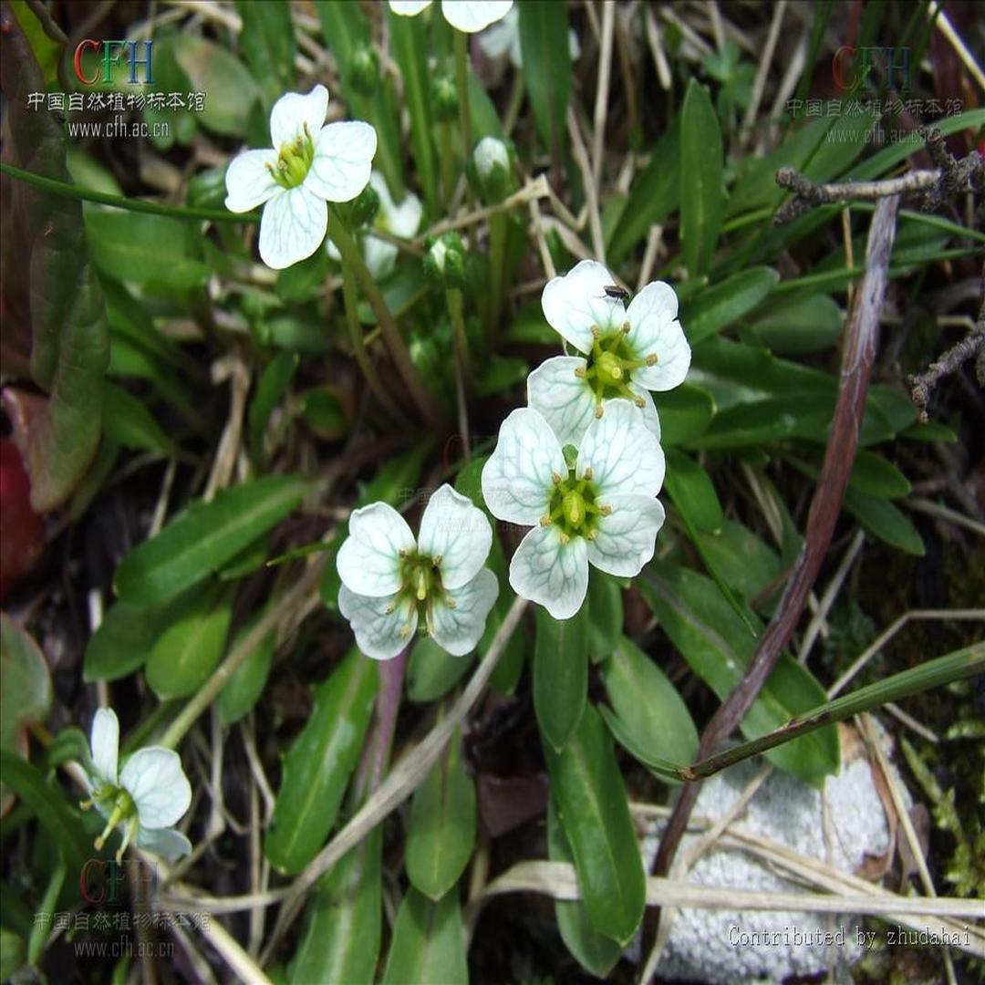 薺花 無料の美しい花