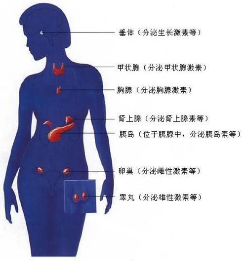 腺体 快懂百科