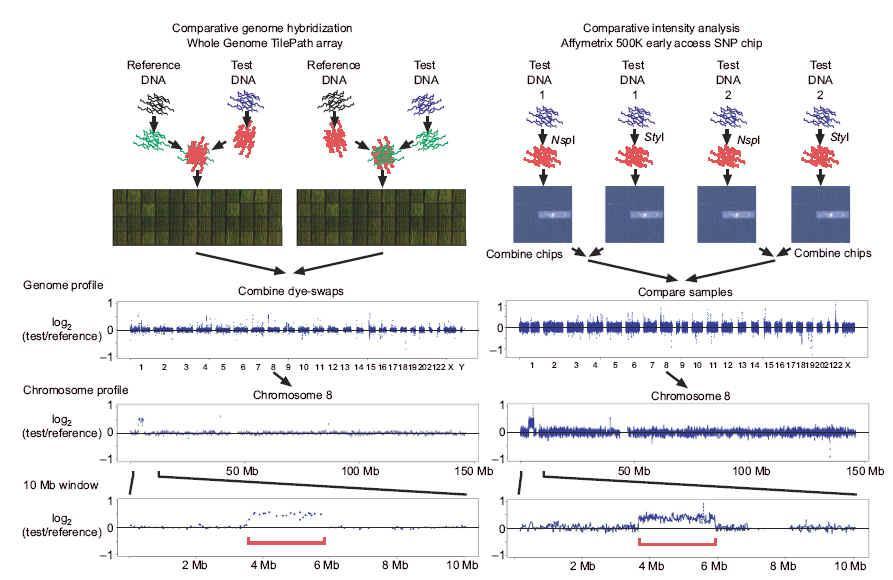 人类基因组图谱 快懂百科