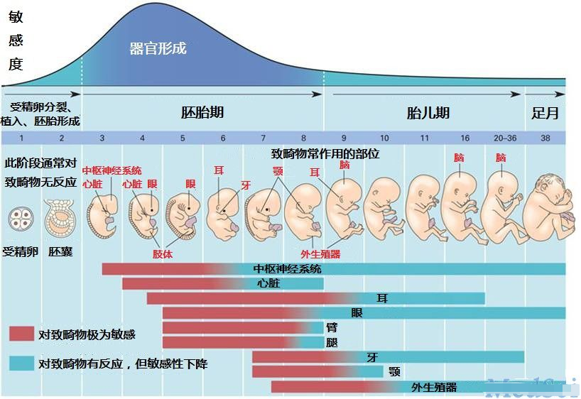 怀孕一个月胎儿有多大图一张图带你了解受精后胎宝的发育