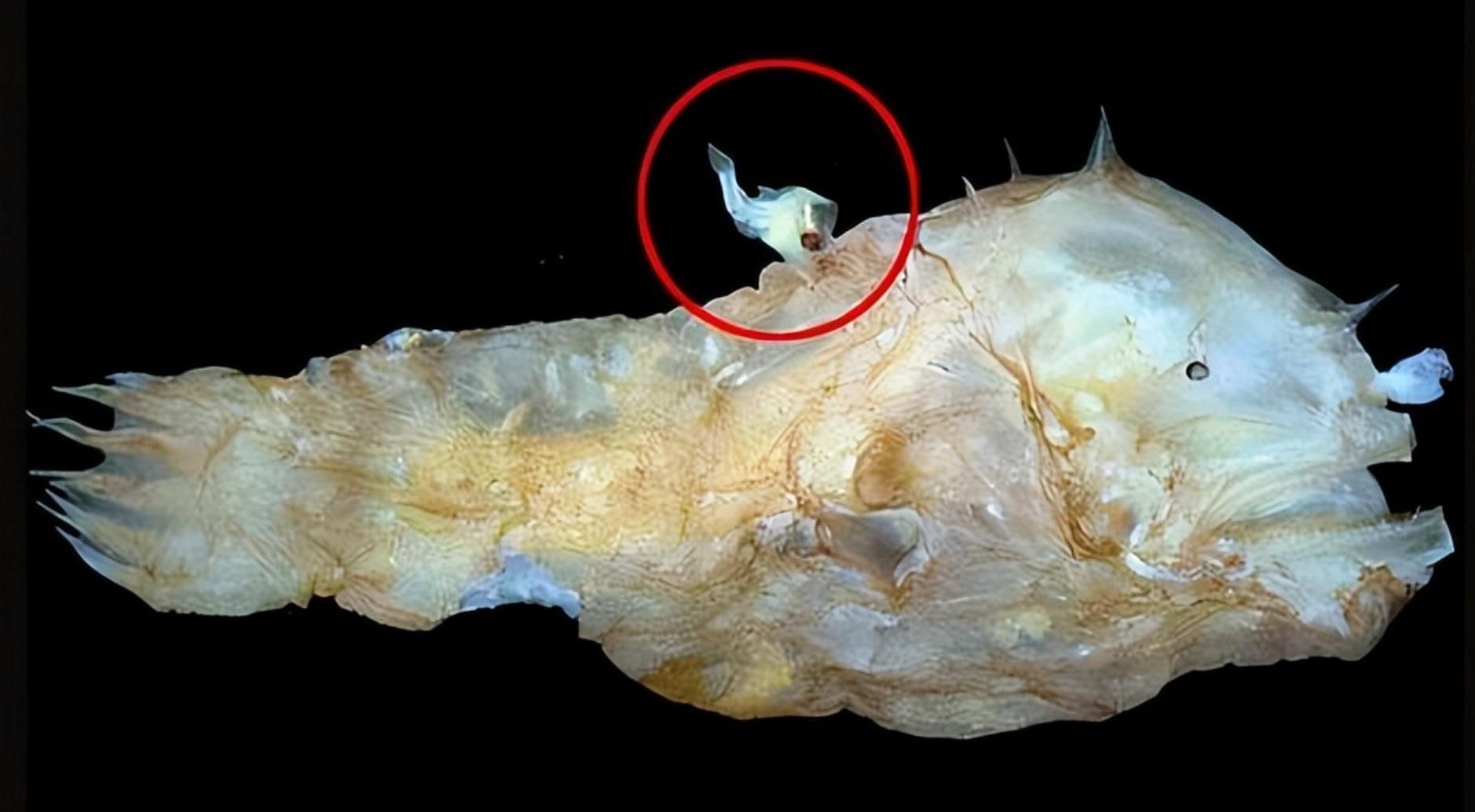 它们拥有深海"最萌身高差",雄性鱼身长只有10厘米左右,而雌性可达1米