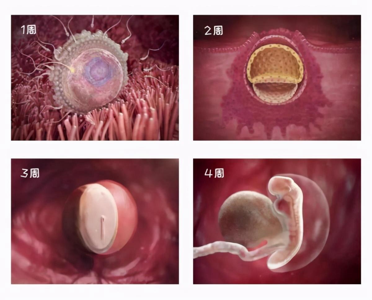 十月怀胎发育过程图,变成胎儿生命真的很神奇 