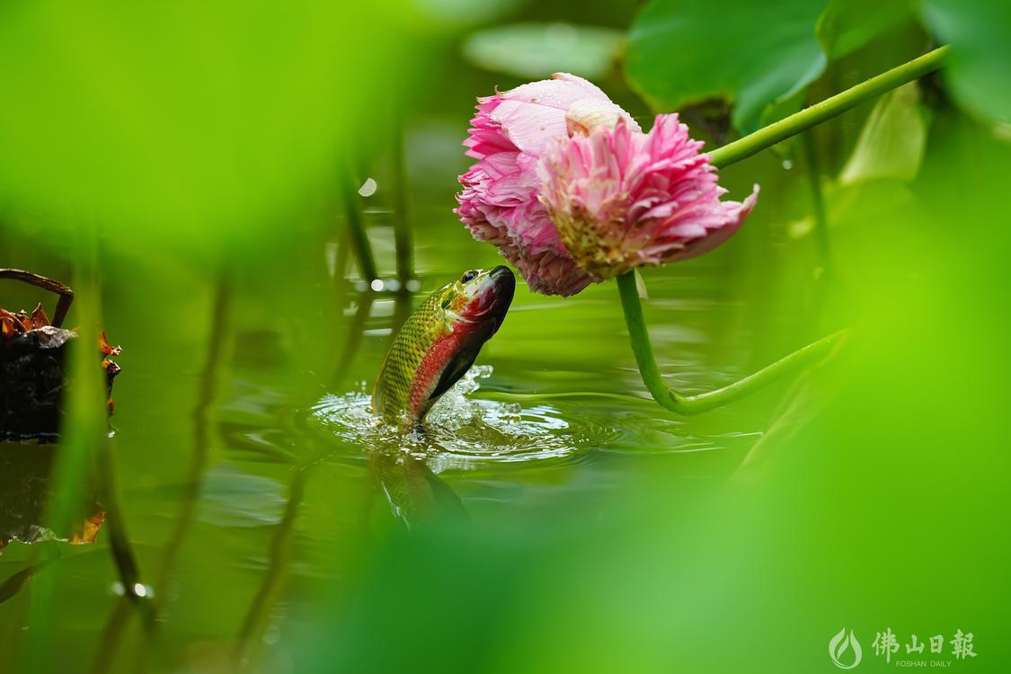 鱼吃荷花图片
