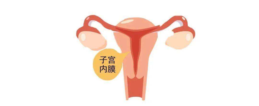 排卵期内膜7mm能受孕吗，子宫内膜厚度多少才能怀孕