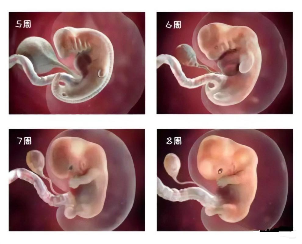 怀孕一个月胎儿有多大图一张图带你了解受精后胎宝的发育