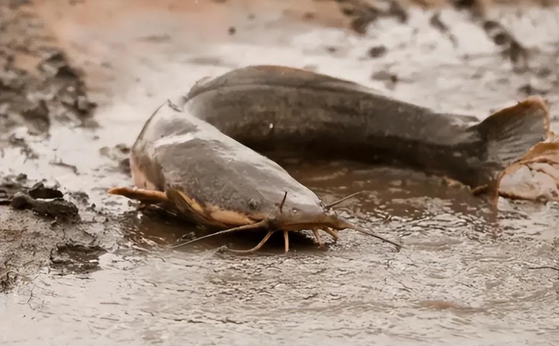 鯰魚圖片