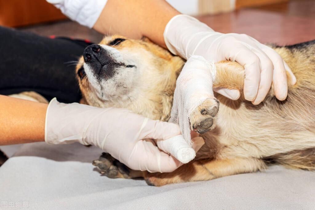 细小犬瘟初期症状是什么，幼犬三大传染疾病