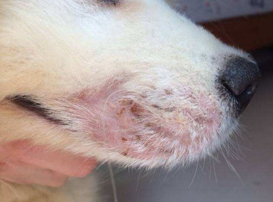 犬蠕形螨病案例图片