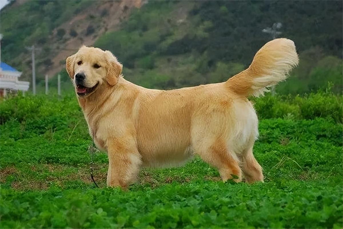 纯种金毛幼犬狗狗出售 宠物金毛犬可支付宝交易 金毛犬 /编号10082701 - 宝贝它