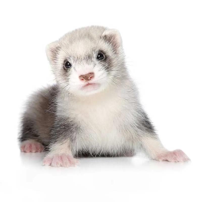 安格鲁宠物貂图片