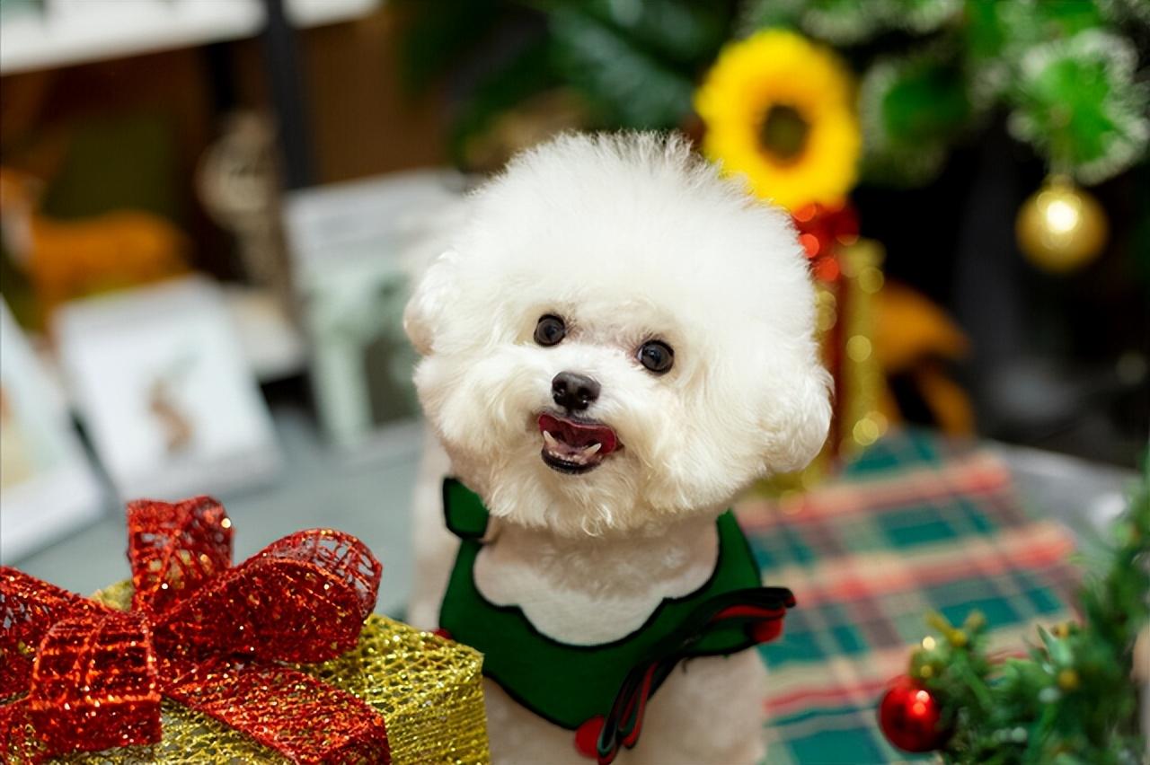 巴比熊犬介绍-原产于地中海地区的卷毛比熊犬-宠物主人