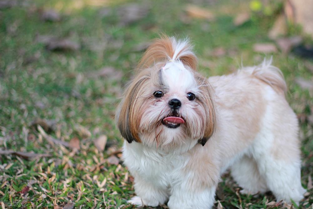 西施犬价格多少钱一只，不同品相不同毛色价格都不同