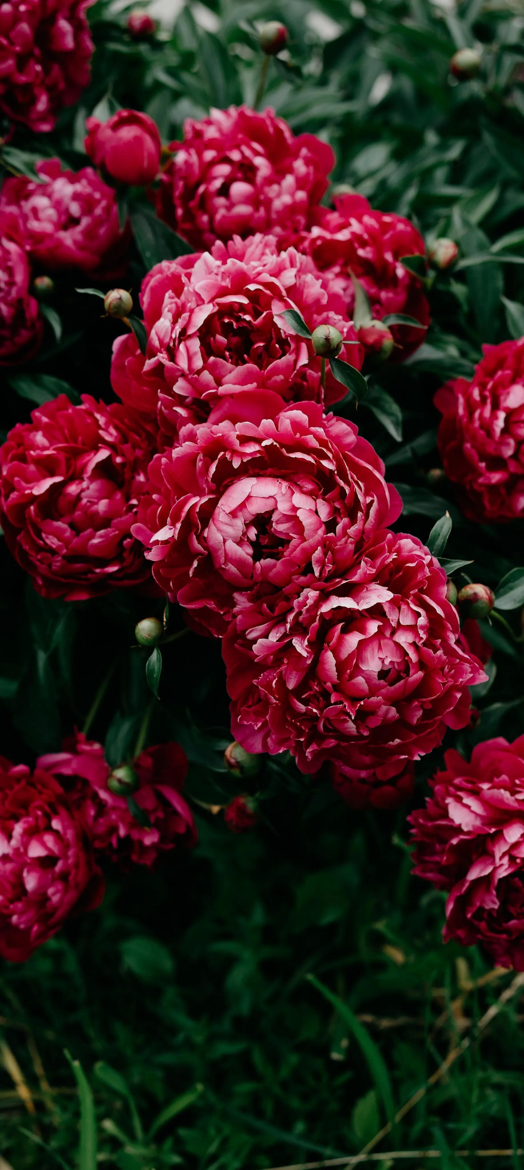 栀子花壁纸,鲜花壁纸—唯美花朵治愈你的内心 - 法桐网