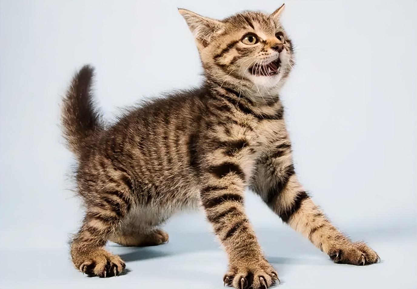 猫应激反应科普:出现原因,判断方法及解决措施-宠物主人