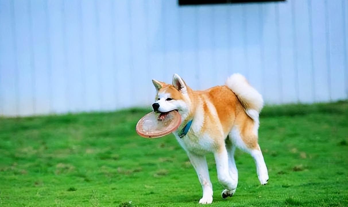 秋田犬圖片