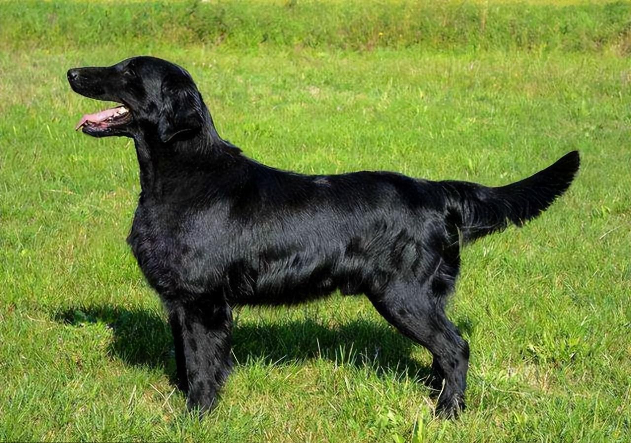 平毛寻回猎犬图片