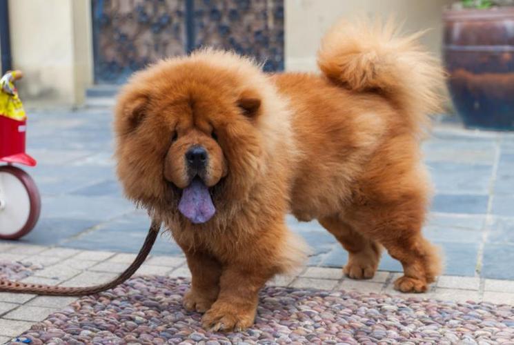 在北京禁养犬名单一文中,详细为大家介绍了北京市养犬管理条例相关的