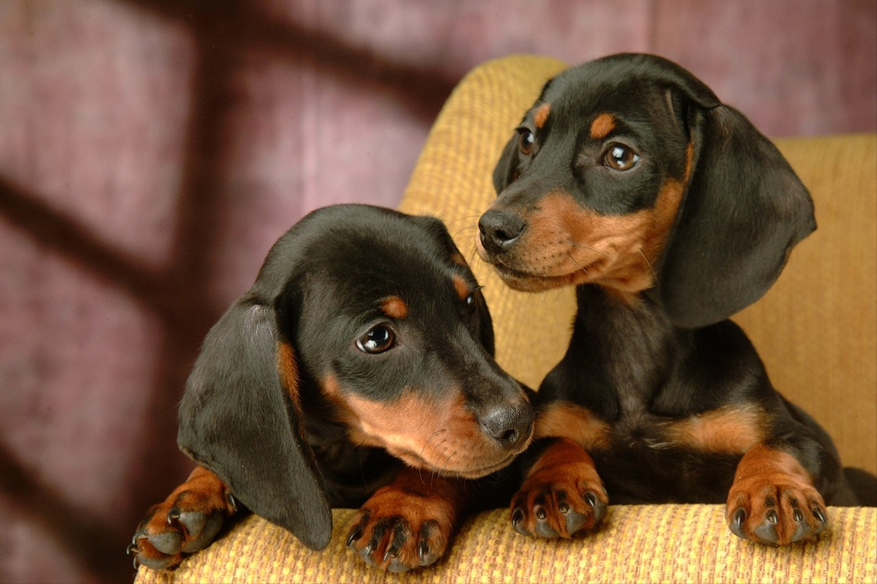 一只纯种腊肠犬价格浮动大?毛发,颜色是决定因素-宠物主人