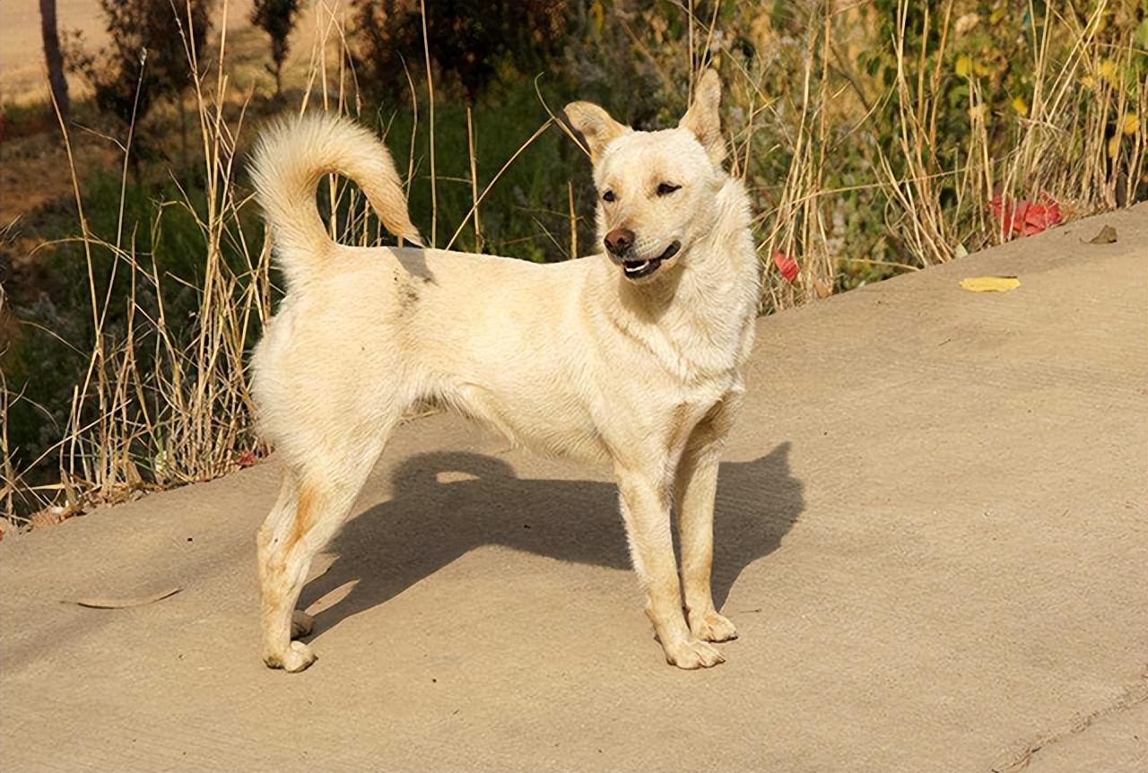 中华田园犬图片