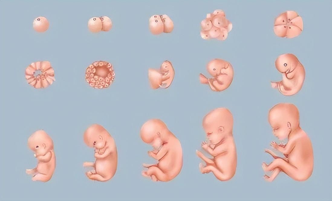 胎儿两个月的样子图片图片