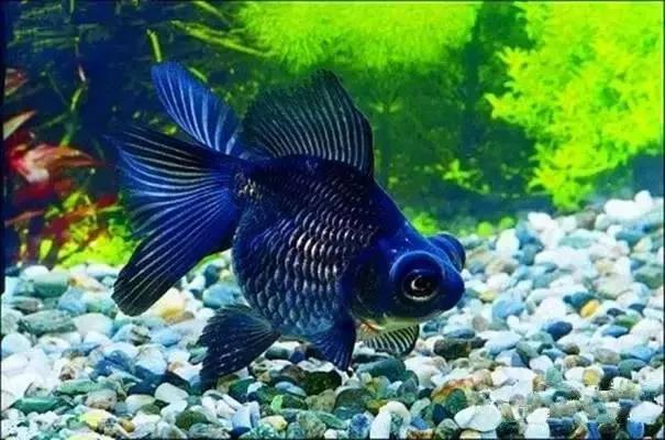 六十种名字优雅好听的观赏鱼爆美图片欣赏-宠物主人