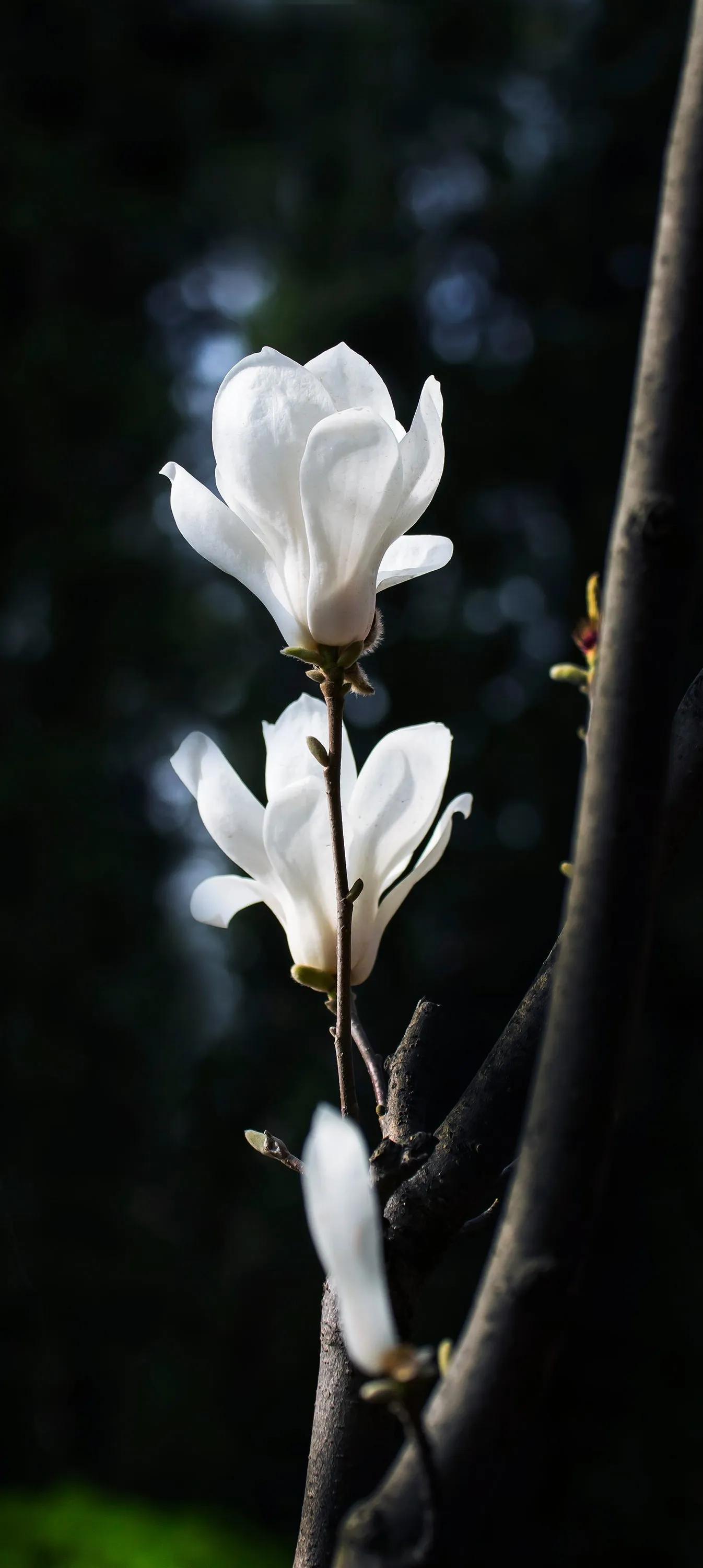 梔子花壁紙,鮮花壁紙—唯美花朵治癒你的內心 - 法桐網