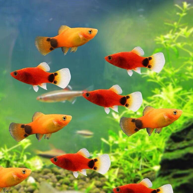 2023热带观赏鱼品种大全,看图片你能认识几种-宠物主人