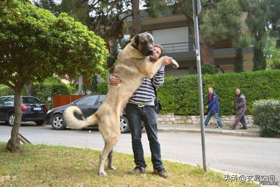 最大的狗品种，世界上最大的狗品种