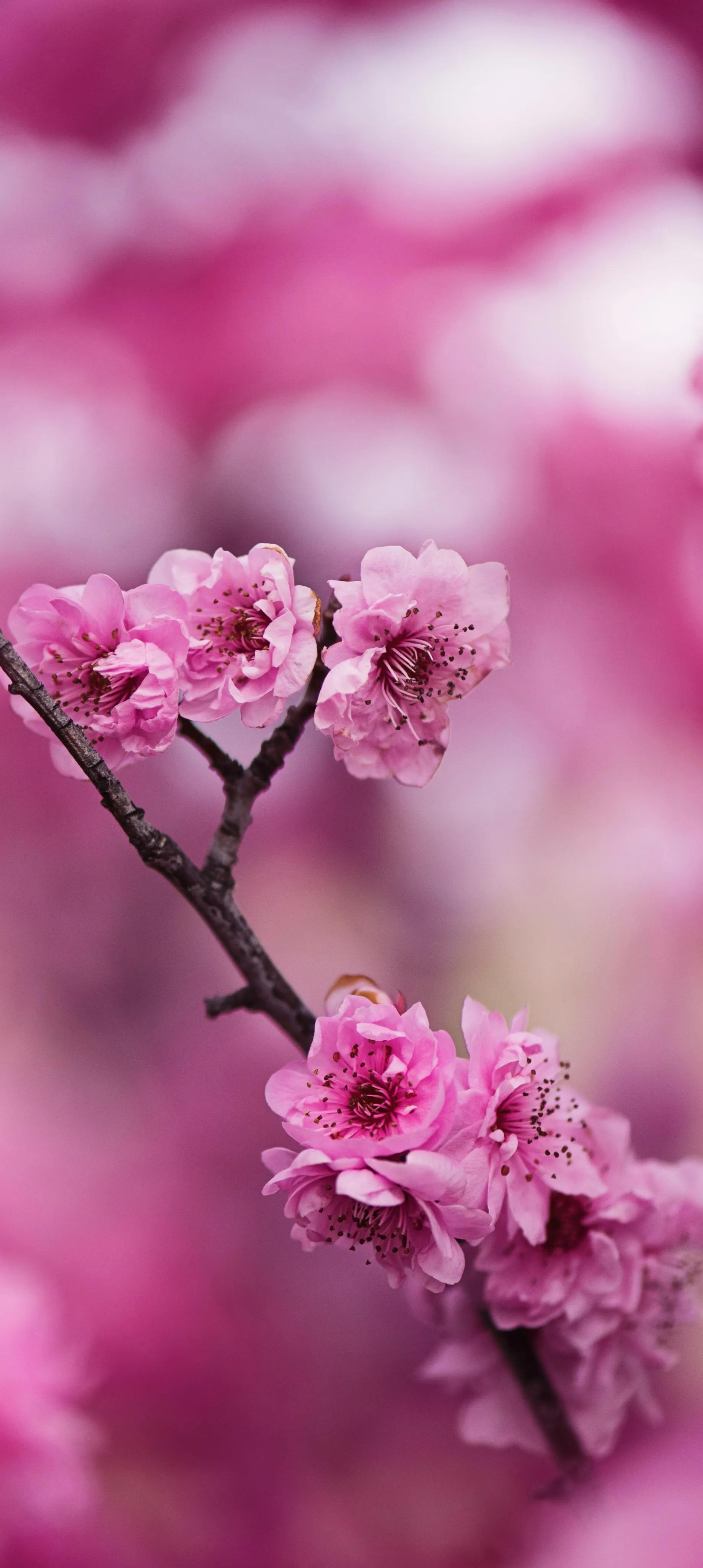 带花的手机壁纸图片图片