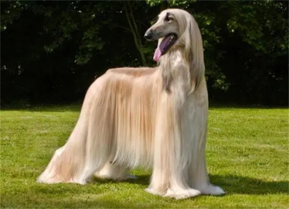 哪里可以养阿富汗猎犬，阿富汗犬外貌高贵优雅